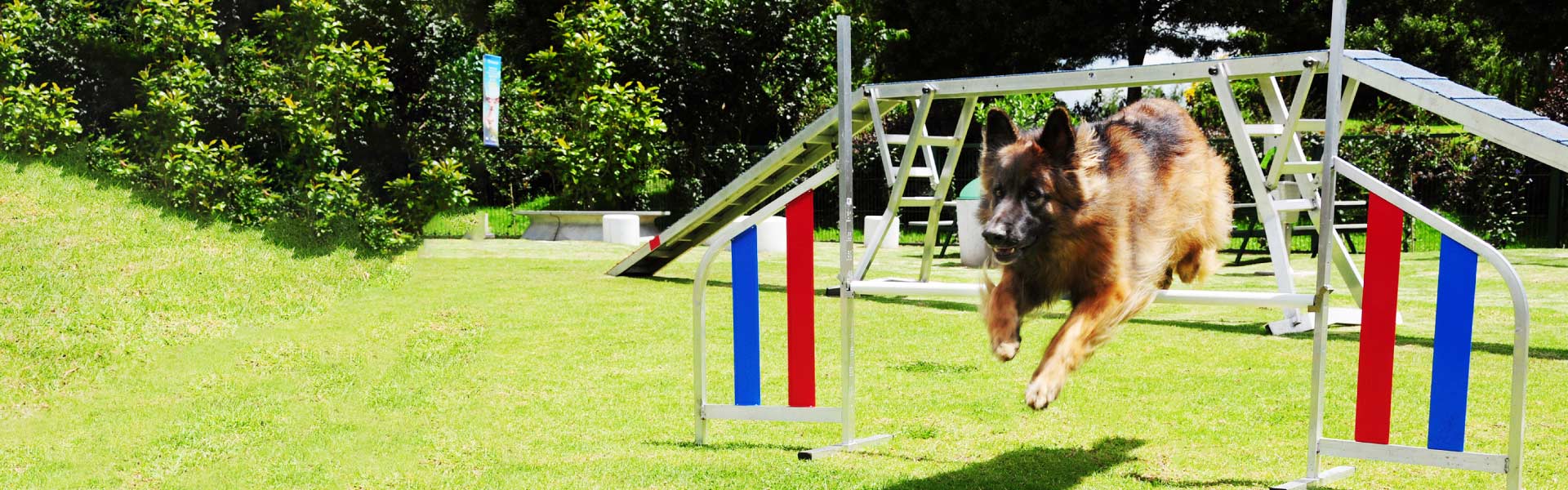 Un perro corriendo en el parque de entrenamiento canino.