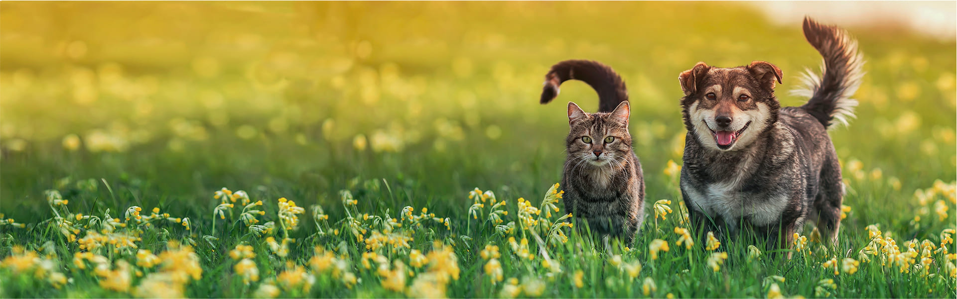 Un gato y un perro en un jardín