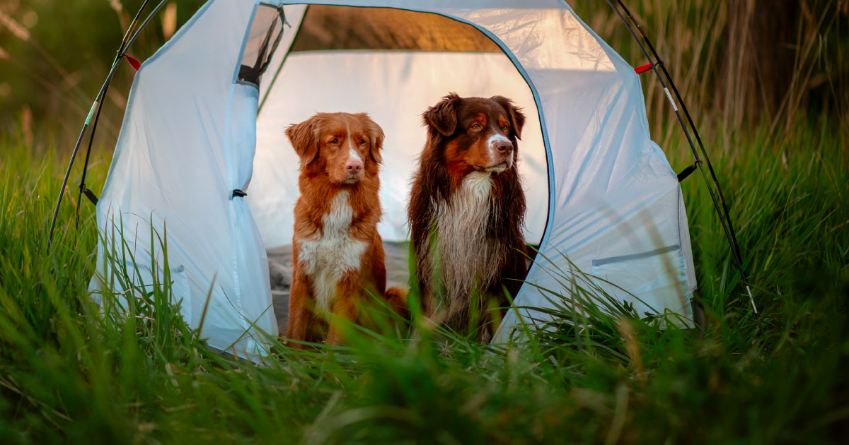 Campamento familiar canino en el Club Bellavista