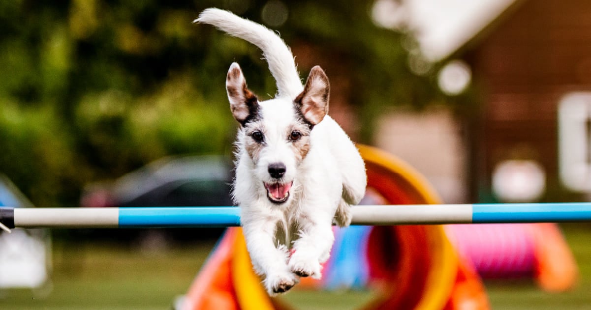 Ven al Parque de Entretenimiento Canino con tu mascota