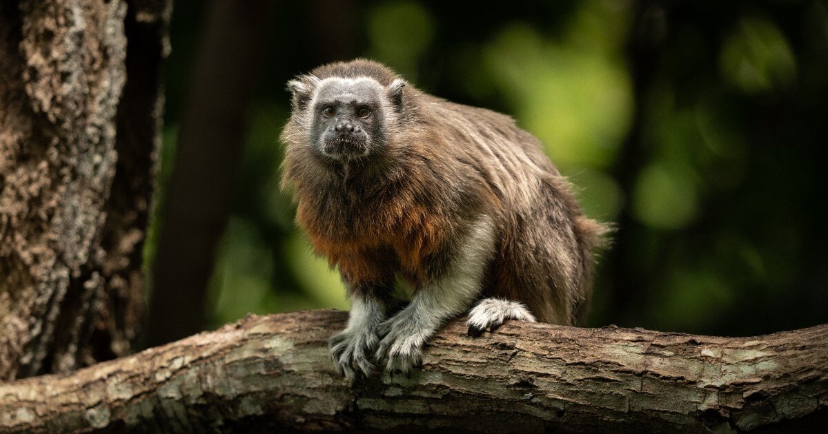 Piscilago tiene bajo cuidado profesional a 812 animales de 122 especies, muchas víctimas de tráfico de fauna, amenazadas de extinción y/o vulnerables al cambio climático.  